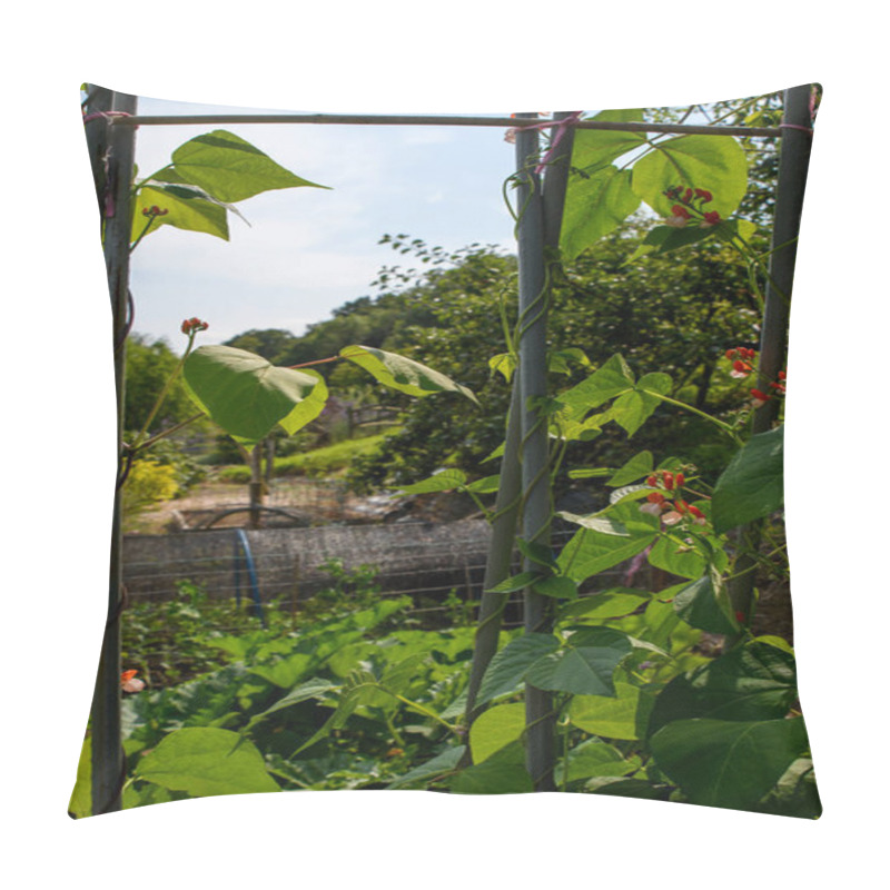 Personality  Runner Bean Plants Growing Up Canes In A Vegetable Garden. Gardener Ties Up The Trailing New Shoots, Growth, Protecting The Vines And Red Flower Crops.  Pillow Covers