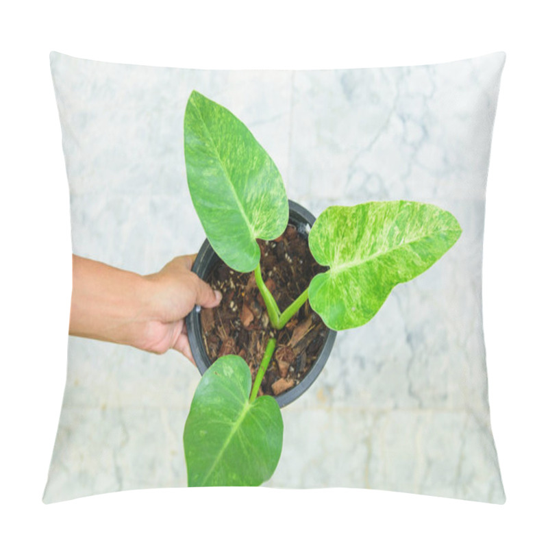 Personality  Closeup To Philodendron Giganteum Variegated Pillow Covers