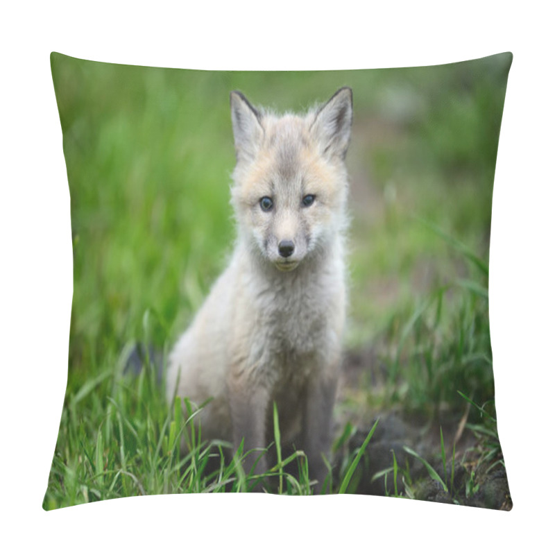 Personality  Baby Silver Fox Pillow Covers