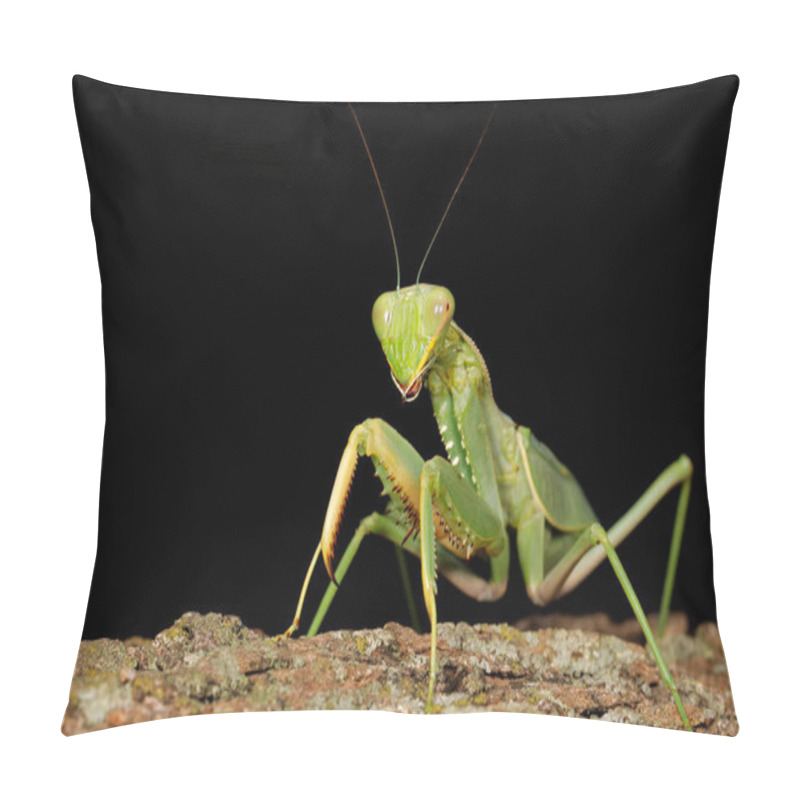 Personality  Common Green Mantis Pillow Covers