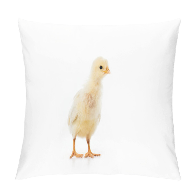 Personality  Close-up View Of Adorable Little Chicken Isolated On White Pillow Covers