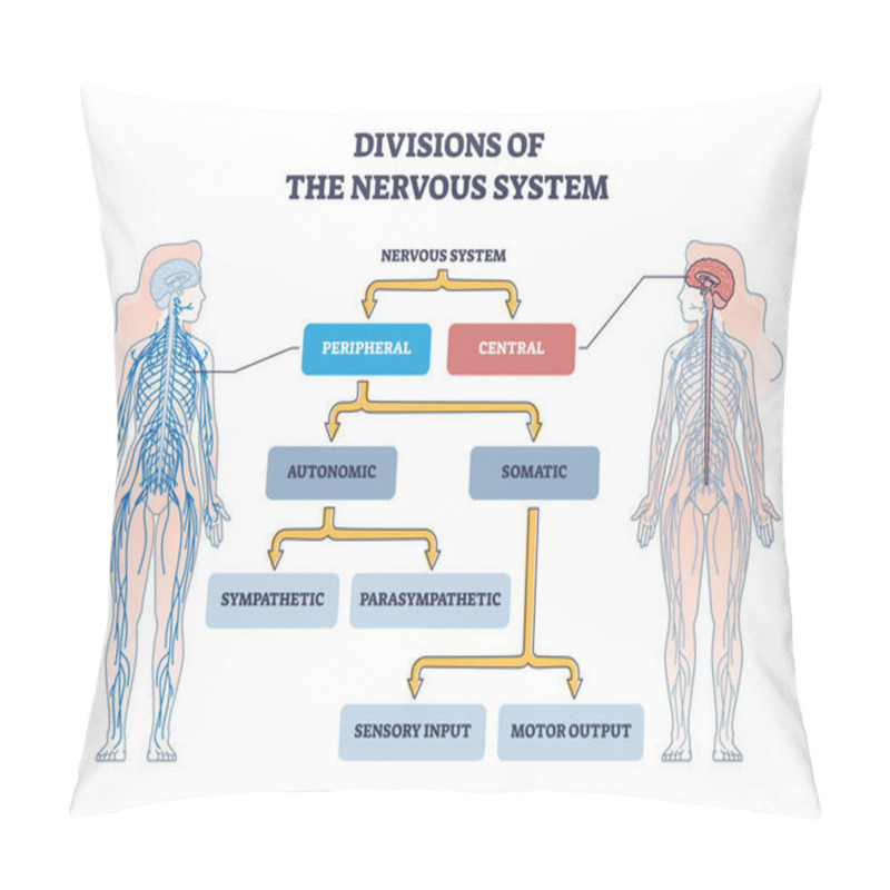 Personality  Divisions Of Peripheral And Central Nervous System Anatomy Outline Diagram. Labeled Educational Scheme With Autonomic And Somatic Or Sympathetic And Parasympathetic Categories Vector Illustration. Pillow Covers