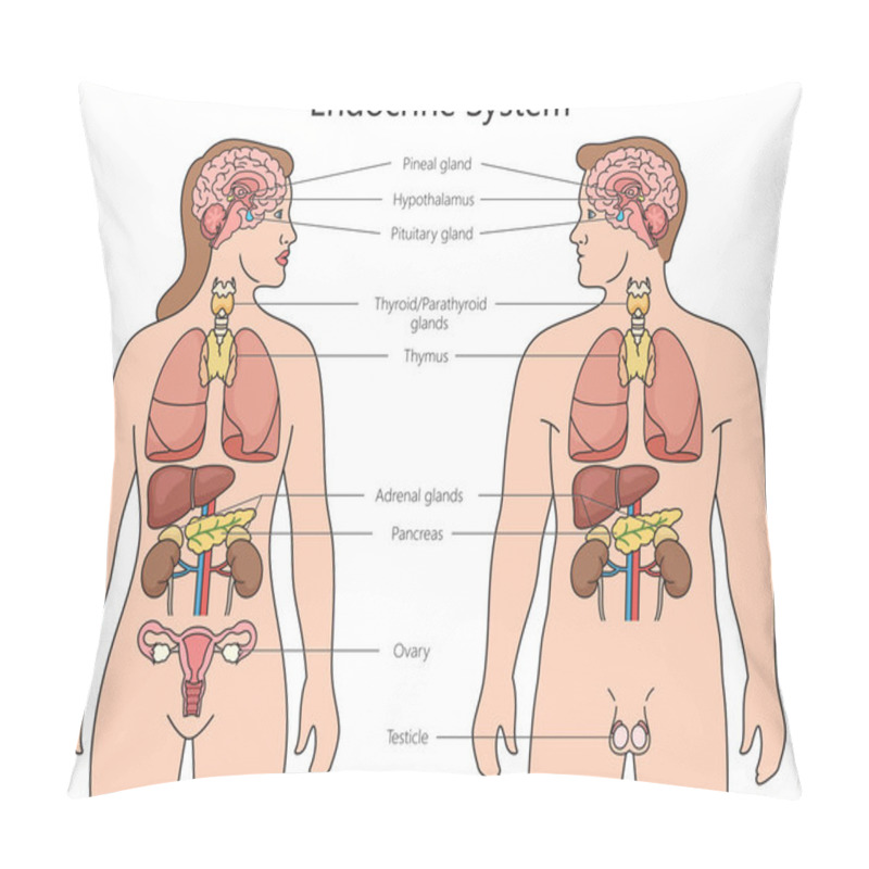 Personality  Human Endocrine System Structure Diagram Hand Drawn Schematic Raster Illustration. Medical Science Educational Illustration Pillow Covers