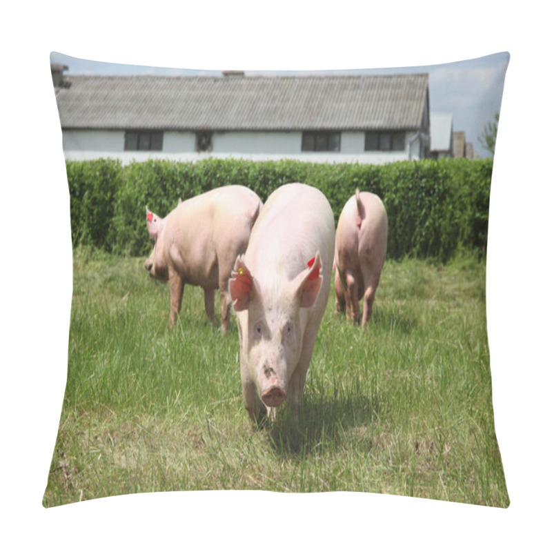 Personality  Group Photo Of Young Piglets Enjoying Sunshine Pillow Covers