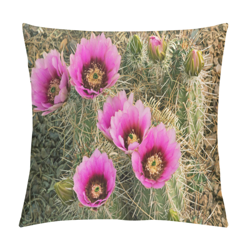 Personality  Beavertail Cactus Blossoms Pillow Covers