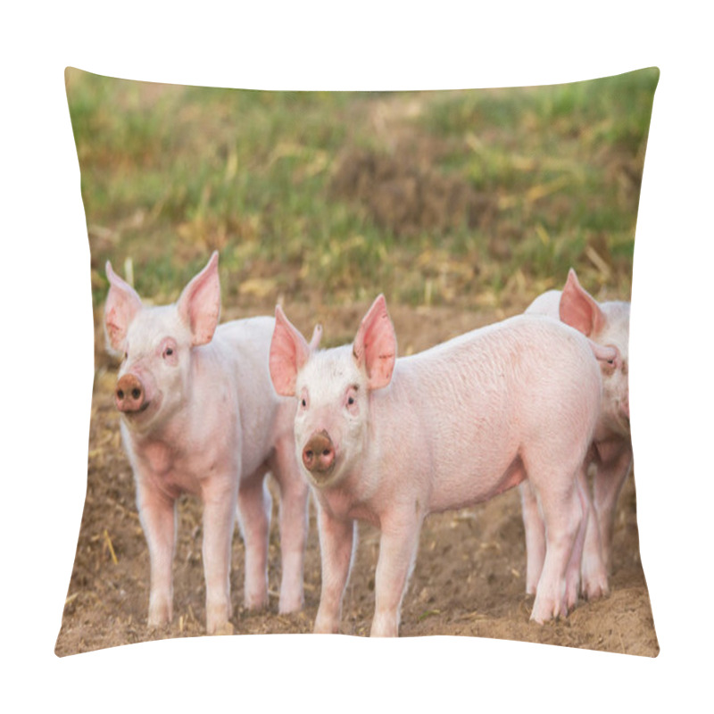 Personality  Young Pigs Kept In Free Range Pillow Covers