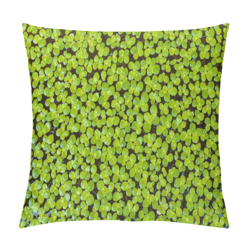 Personality  Salvinia Natans Pillow Covers