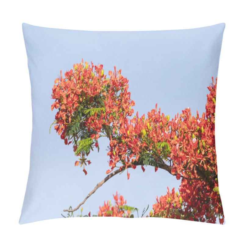 Personality  Red Flowers On A Royal Poinciana Tree Delonix Regia Also Called A Flame Tree In Naples, Florida Pillow Covers