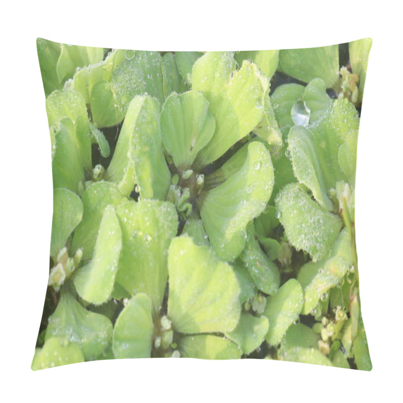 Personality  Water Lettuce Plant On Water.It Is Often Used In Tropical Aquariums To Provide Cover For Fry And Small Fish. It Has Medicinal Properties And Can Be Used As Fodder For Cattle And Pigs Pillow Covers