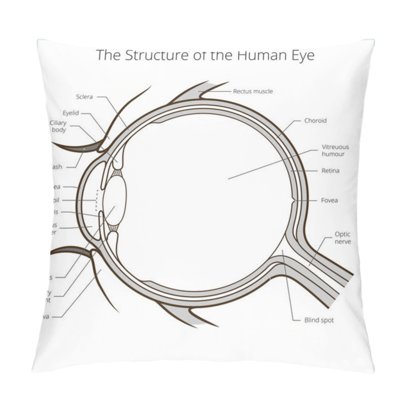 Personality  Human Eye Structure Scheme Vector Pillow Covers