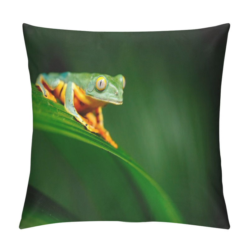 Personality  Golden-eyed Leaf Frog Pillow Covers