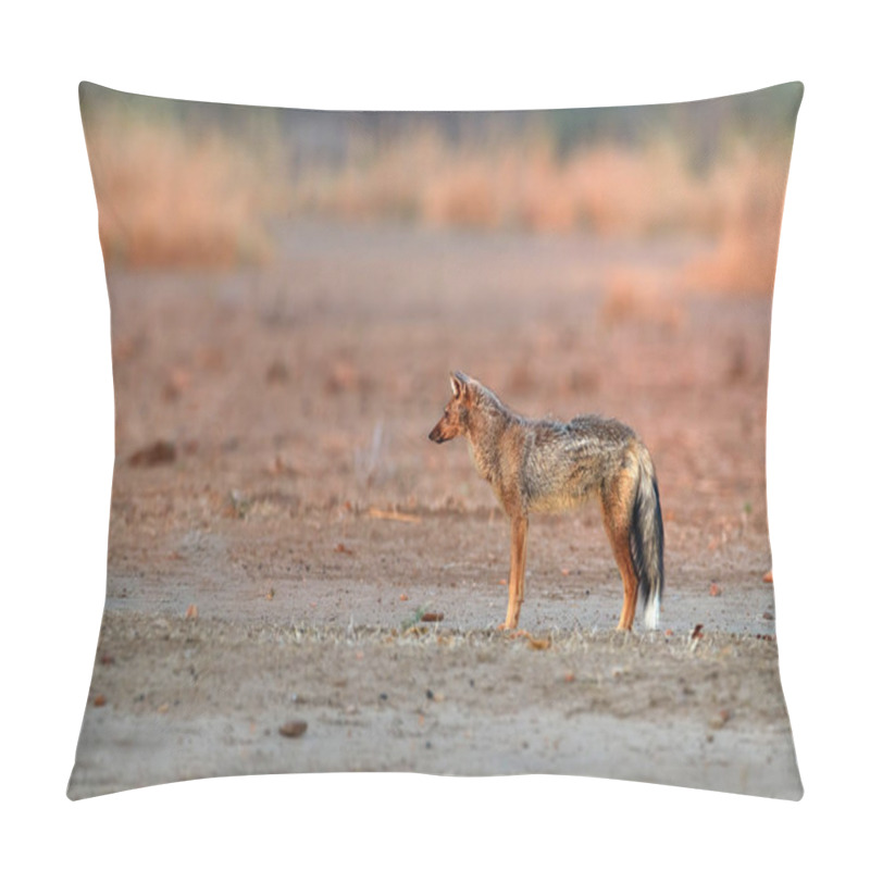 Personality  Side-striped Jackal, Canis Adustus, Male, Canid Native To Africa, Side View, Low Angle, Pink Colorful Light. Dry Season. Safari In ManaPools, Zimbabwe. Pillow Covers