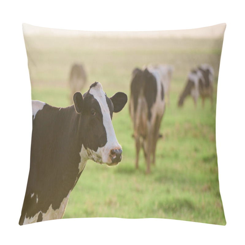 Personality  Holstein Cow. Cows At Sunset. Happy Single Cow On A Meadow During Sunny Day Pillow Covers