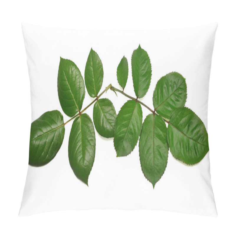 Personality  Branch Of A Rose With Leaf Isolated On White Background. Flat Lay, Top View Pillow Covers