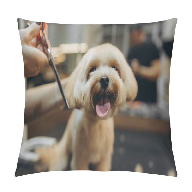 Personality  Maltipoo Haircut At The Grooming Salon. High Quality Photo Pillow Covers