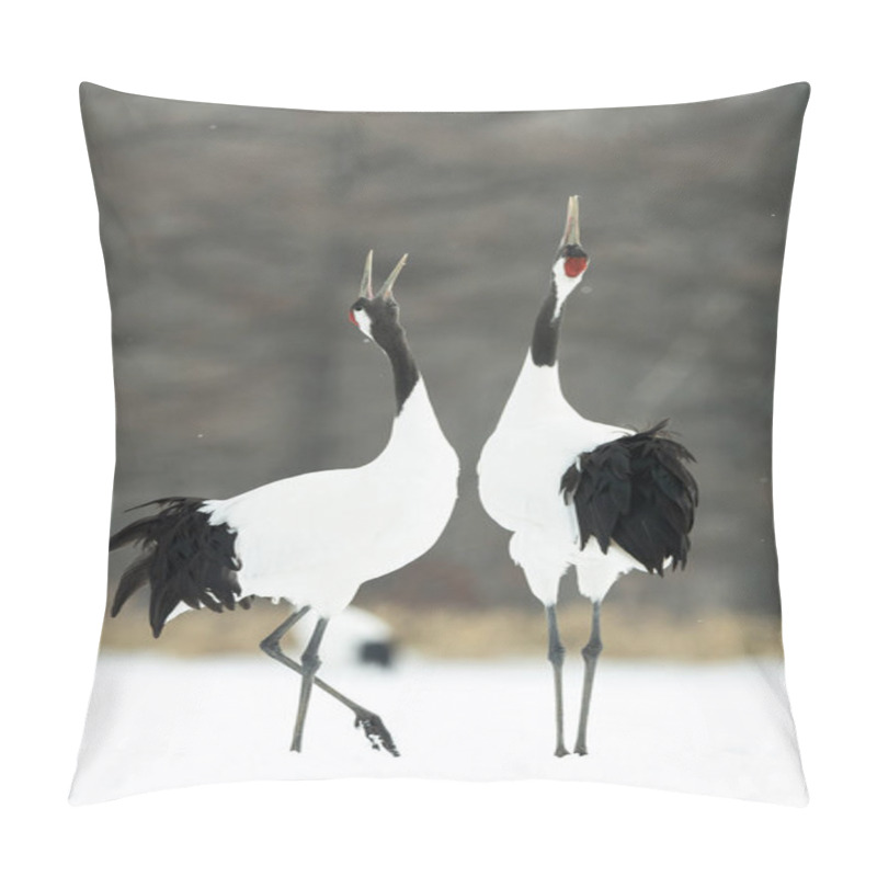 Personality  The Ritual Marriage Dance Of Cranes. The Red-crowned Cranes. Scientific Name: Grus Japonensis, Also Called The Japanese Crane Or Manchurian Crane, Is A Large East Asian Crane. Pillow Covers