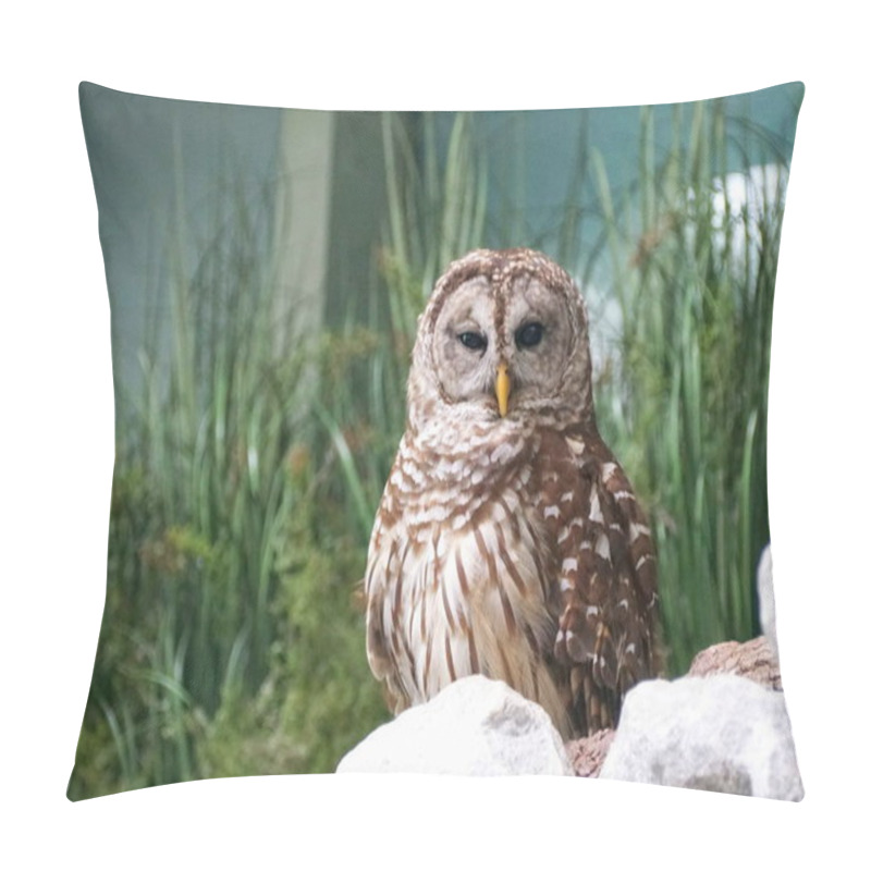 Personality  Barred Owl, Also Known As Hoot Owl Pillow Covers