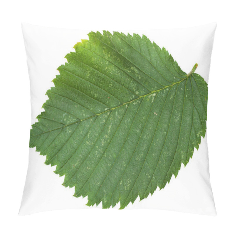 Personality  Fresh Leaf Of Elm Tree Isolated Pillow Covers