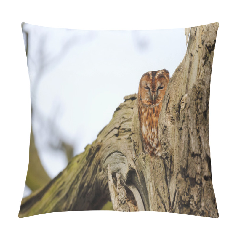 Personality  Tawny Owl, Strix Aluco Pillow Covers