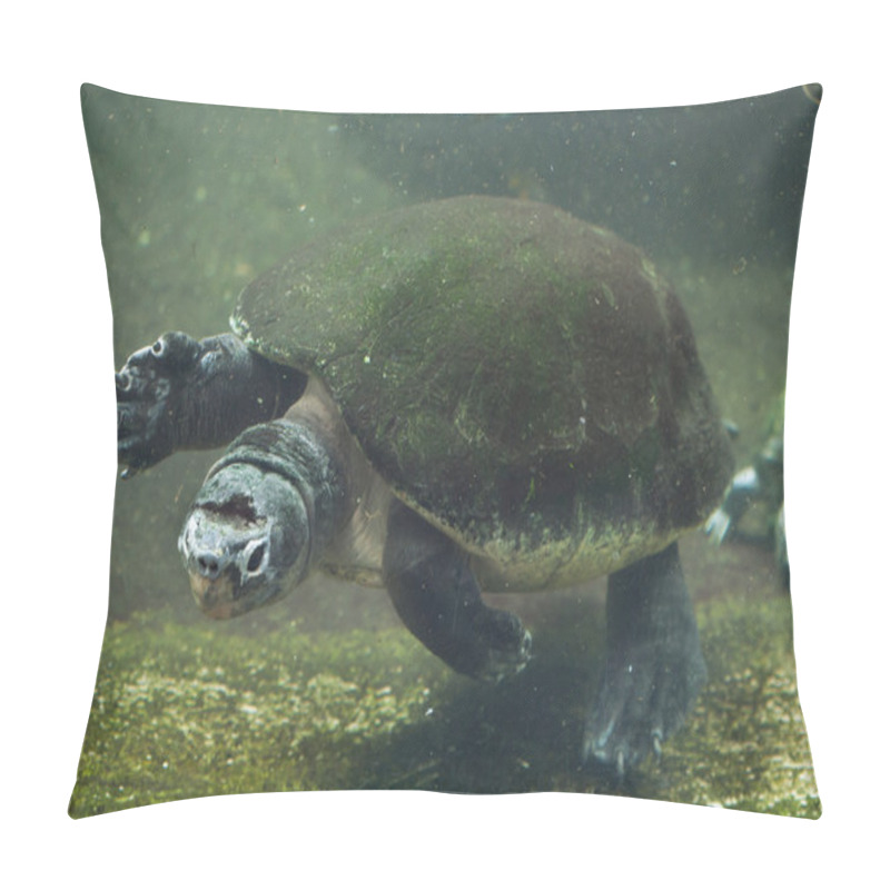 Personality  Malaysian Giant Turtle  Pillow Covers