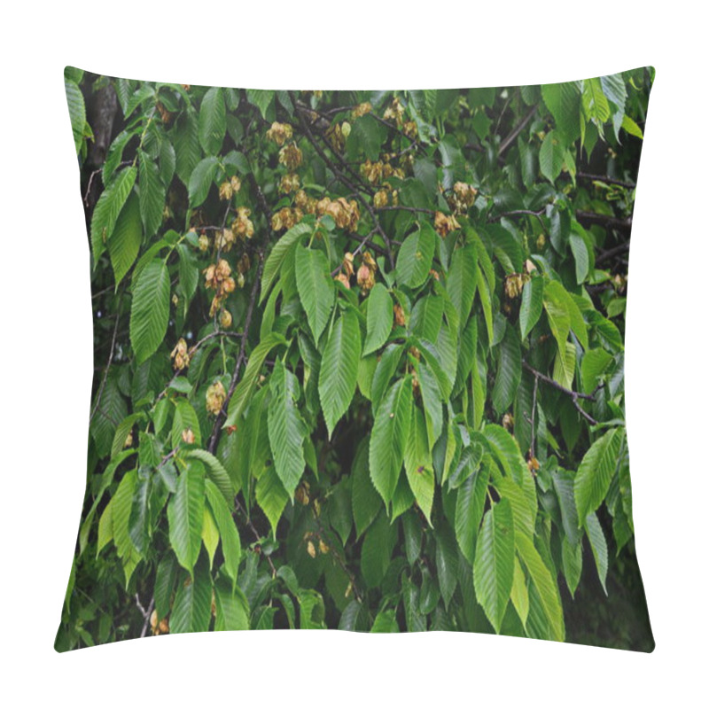 Personality  Elm Leaves And Seeds.Flowers Of Elms, The Branch Of The Elm With Elm Fruit In The Spring Pillow Covers