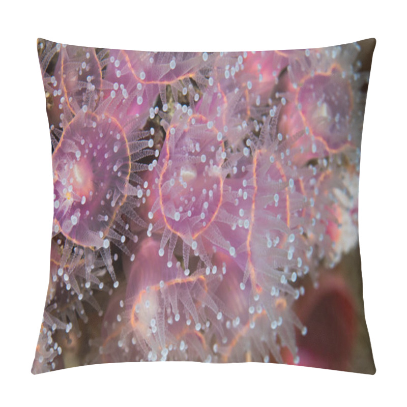 Personality  Strawberry Anemones (Actinia Fragacea) Macro Shot Of Small Pink Anemones Grouped Together.  Pillow Covers