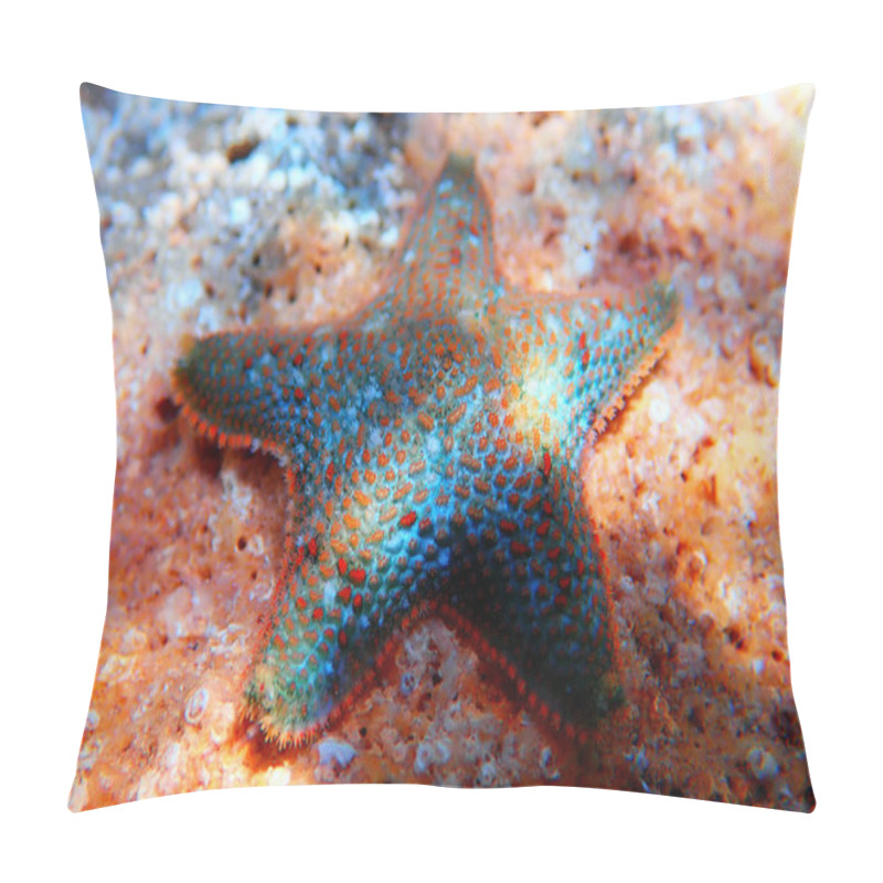 Personality  Starlet Cushion Starfish - Asterina Gibbosa Pillow Covers