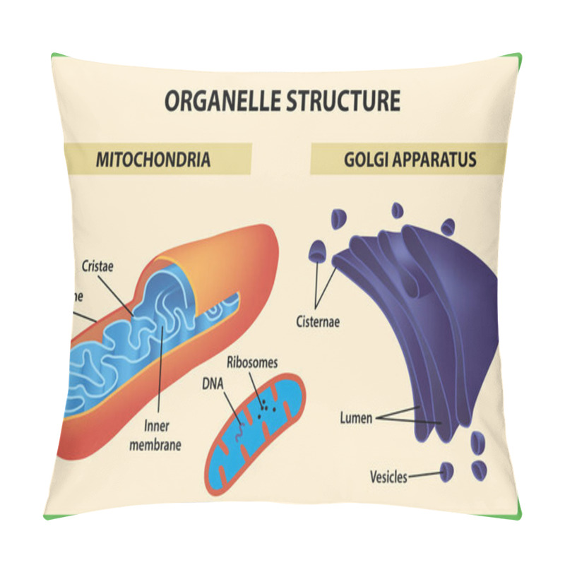 Personality  Cell Organelles Structure. Mitochondria And Golgi Apparatus - Vector Illustration. Pillow Covers