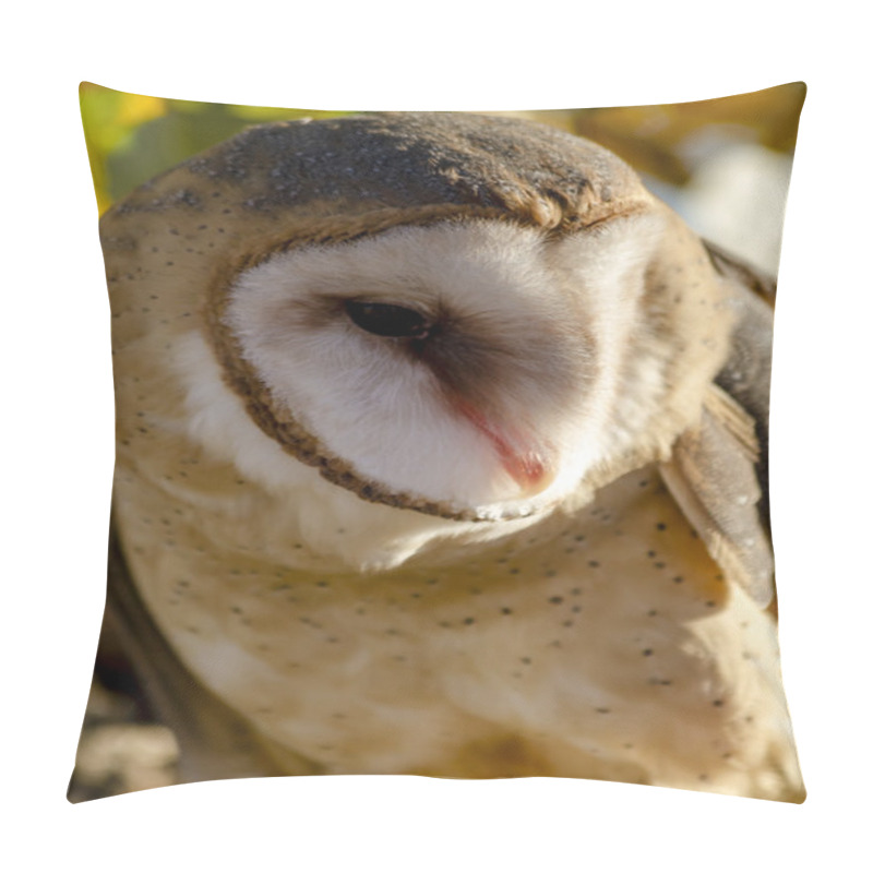 Personality  Common Barn Owl In Autumn Setting Pillow Covers