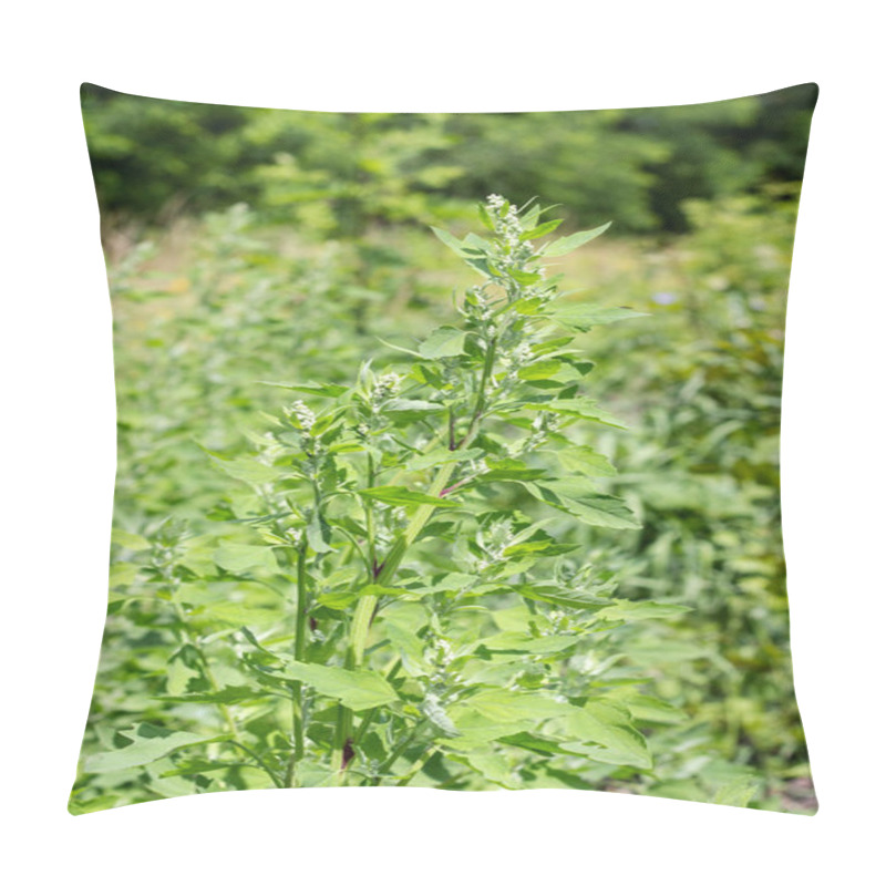 Personality  Orache On The Meadow Pillow Covers