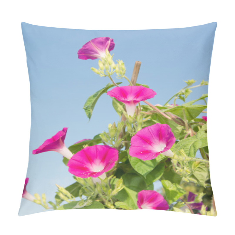 Personality  Deep Pink Blooms Of Ipomoea Purpurea, Morning Glory, Climbing Up On A Trellis Reaching For Light Pillow Covers