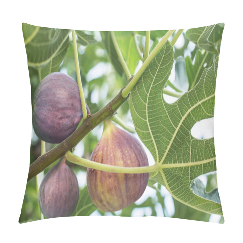 Personality  Ripe Fig Fruits On The Tree. Pillow Covers