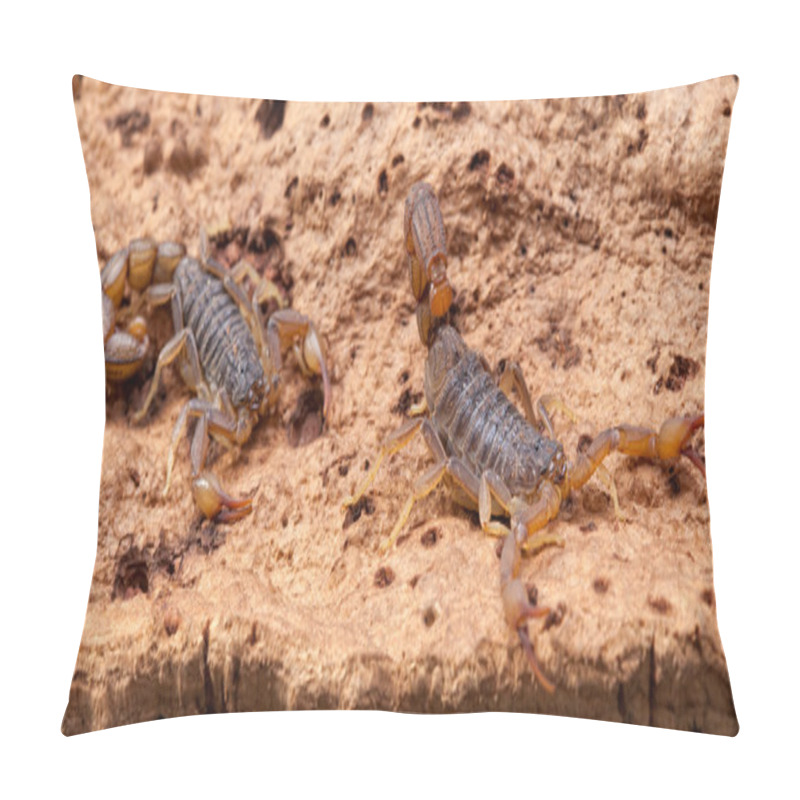 Personality  Scorpion Pillow Covers