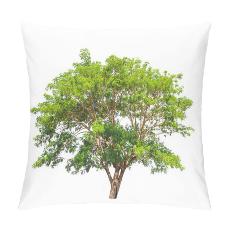 Personality  Rain Tree (Albizia Saman), Tropical Tree In The Northeast Of Tha Pillow Covers