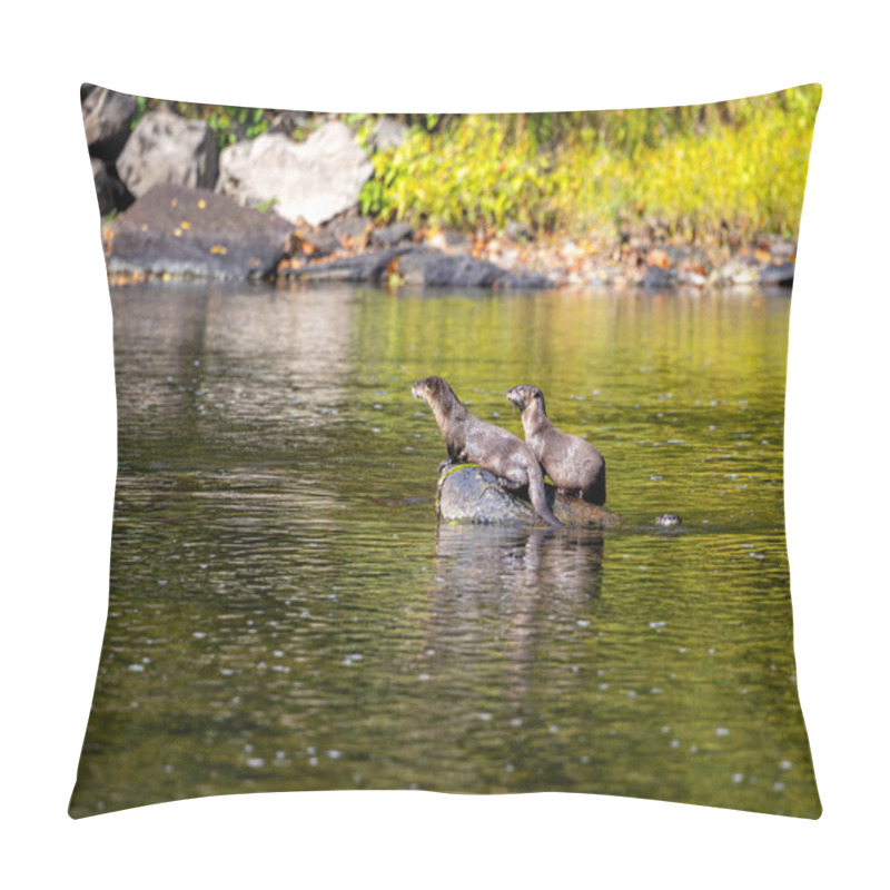 Personality  Two River Otters Perched On A Rock In The Middle Of A Calm, Green River, Surrounded By Lush Vegetation On A Sunny Day. Pillow Covers