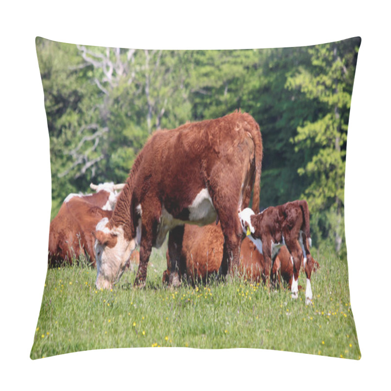 Personality  Cows And Calves In The Pasture Pillow Covers