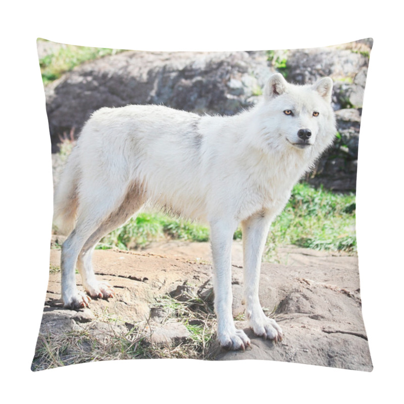 Personality  Young Arctic Wolf Standing On Rocks Pillow Covers