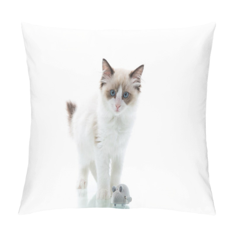 Personality  Two Month Old Ragdoll Kitten At Home Pillow Covers