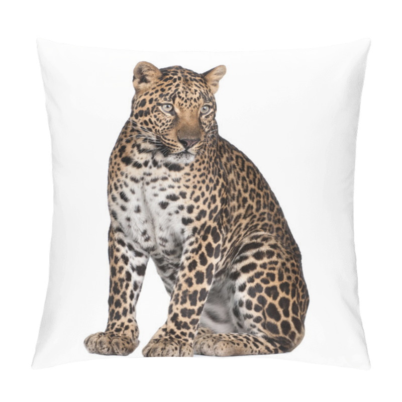 Personality  Portrait Of Leopard, Panthera Pardus, Sitting, Studio Shot Pillow Covers