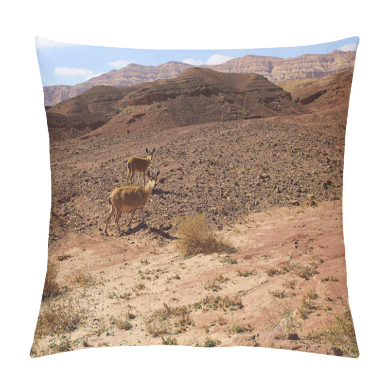 Personality  Two Young Nubian Ibex (Capra Ibex Nubia-na) Looking At The Camera Timna Park, Negev Desert, Israel - Wild Nature Image Pillow Covers