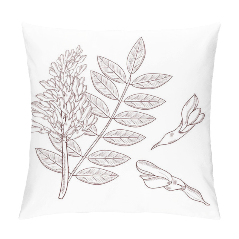 Personality  Licorice. Flower, Leaves. Set. Sketch. On A White Background. Monochrome Pillow Covers