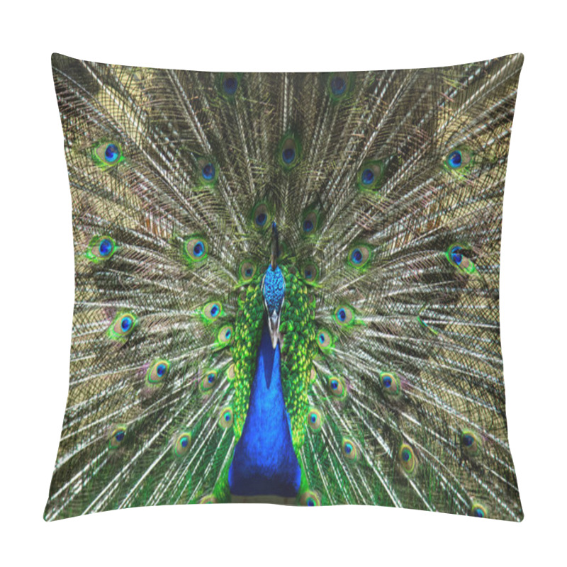 Personality  Male Peacock Bird. Open Feathers Tail. Pavo Cristatus  Pillow Covers