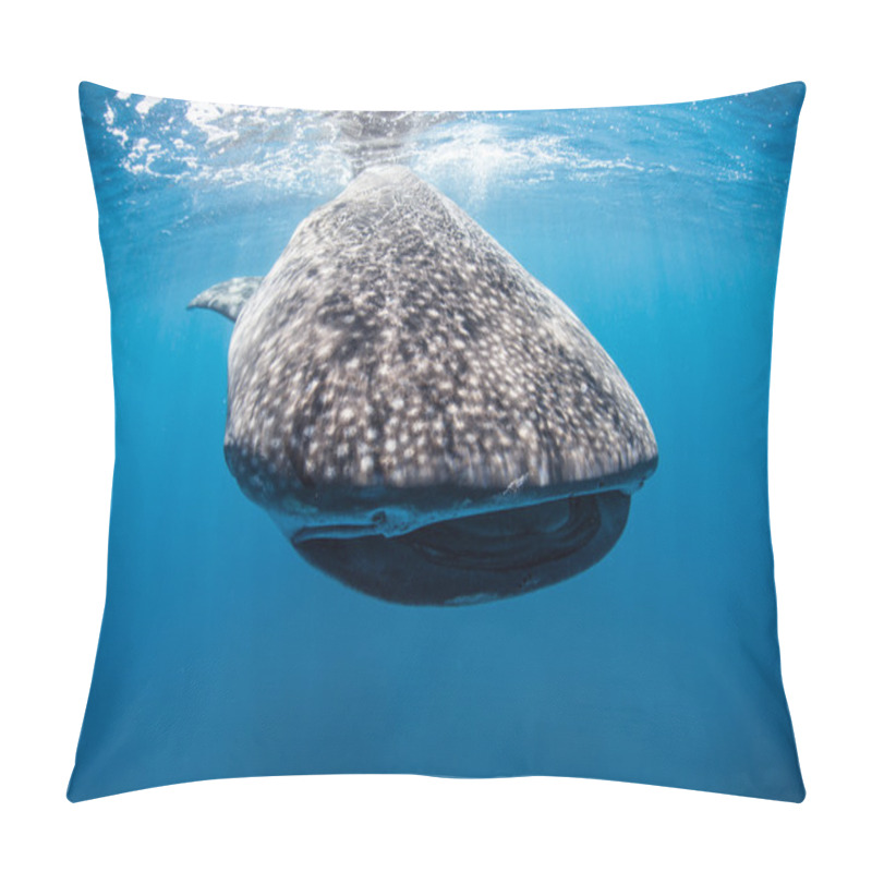 Personality  Young Whale Shark Pillow Covers