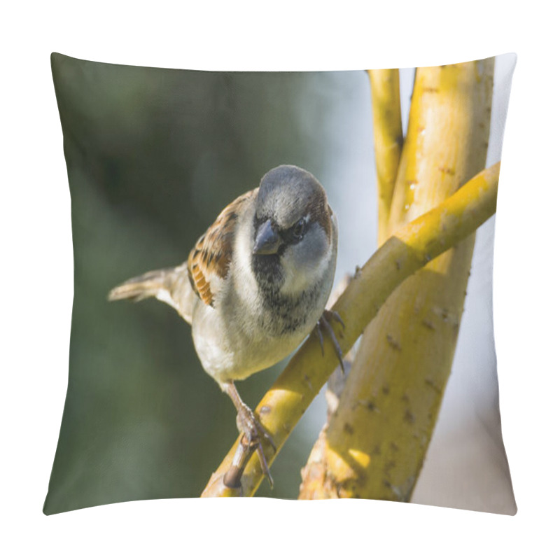 Personality  Haussperling Bei Der Futtersuche Pillow Covers