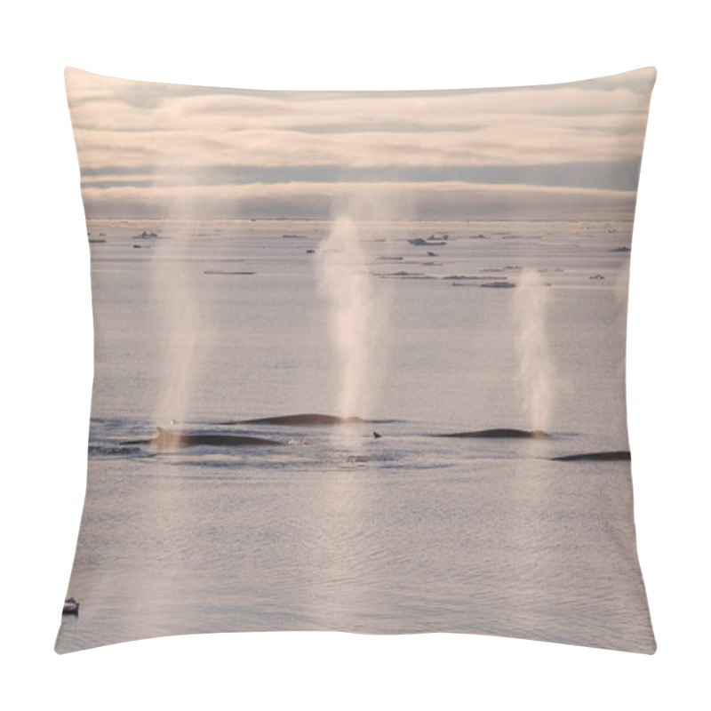 Personality  A Group Of Fin Whales Breathe Out In Calm Waters. Pillow Covers