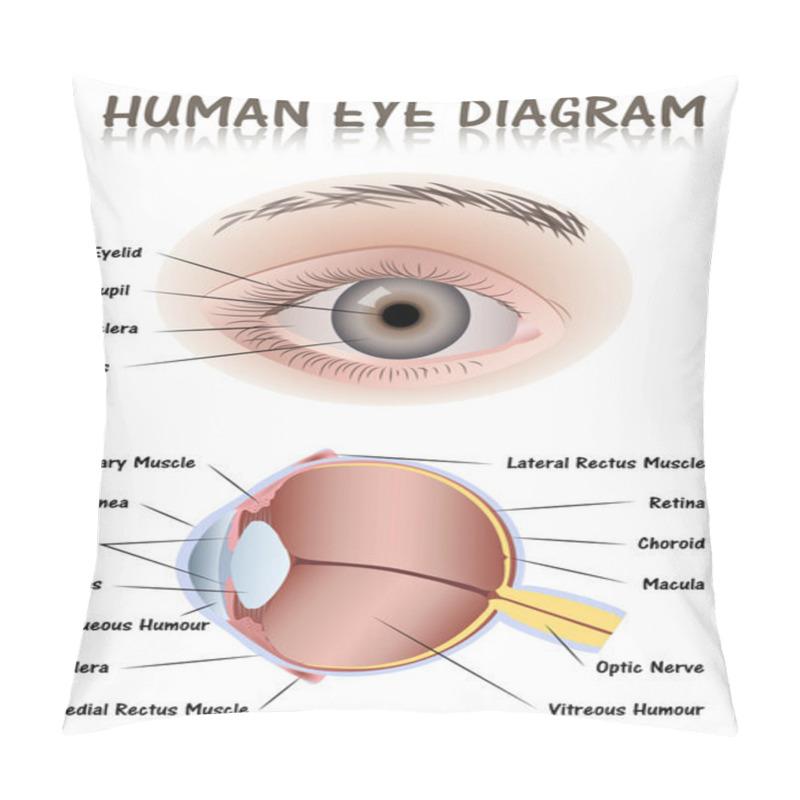 Personality  Human Eye Diagram Pillow Covers