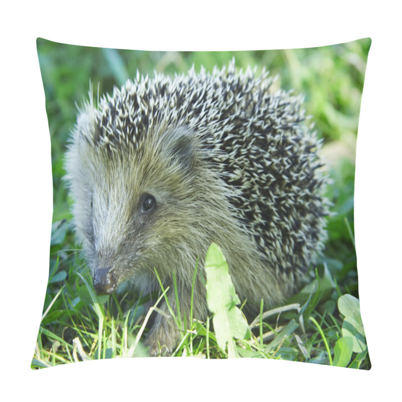 Personality  Hedgehog In The Grass Pillow Covers