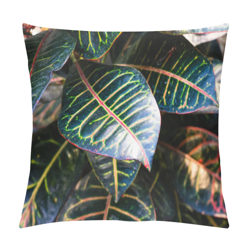 Personality  Close-up Of Vibrant Green Leaves With Red Veins In A Lush Indoor Plant Setting Pillow Covers