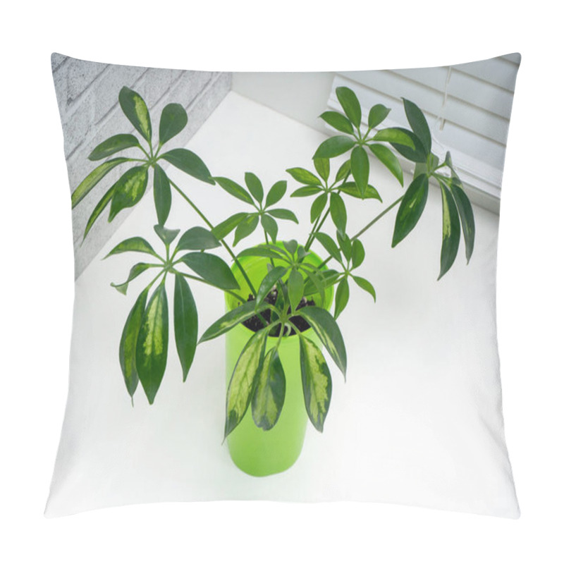 Personality  Schefflera Variegated Is A Genus Of Flowering Plants In The Family Araliaceae Pillow Covers