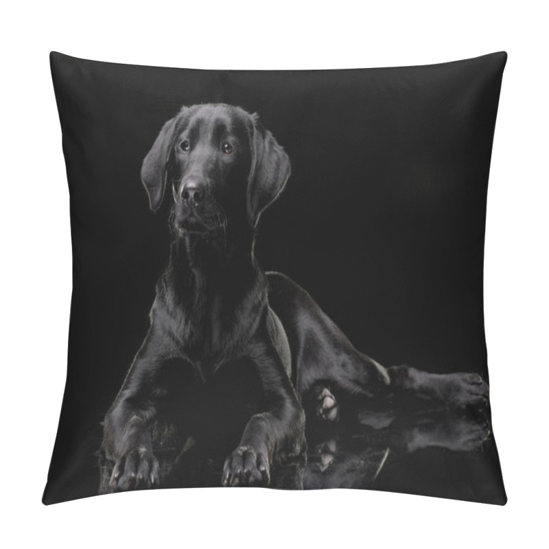 Personality  Studio Shot Of An Adorable Labrador Retriever Lying On Black Background. Pillow Covers